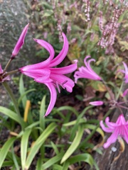 Nerine bowdenii