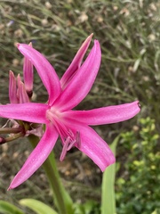 Nerine bowdenii