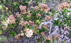 Pomaderris obcordata