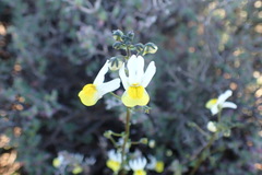 Nemesia calcarata