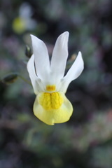 Nemesia calcarata