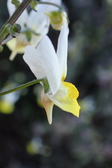 Nemesia calcarata
