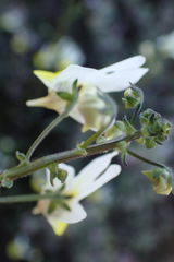 Nemesia calcarata
