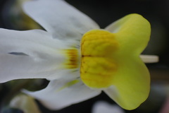 Nemesia calcarata