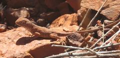 Ctenophorus caudicinctus