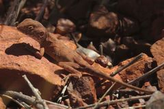 Ctenophorus caudicinctus
