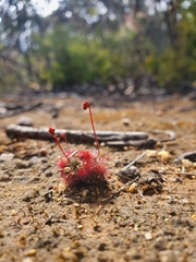 Drosera spilos