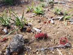 Drosera spilos