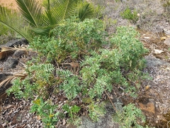 Grevillea bipinnatifida
