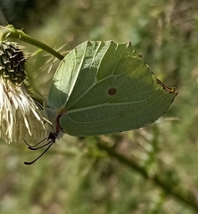 Gonepteryx nepalensis