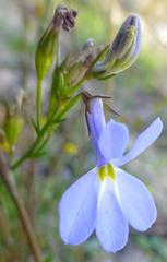 Lobelia comosa comosa