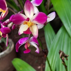 Collabieae