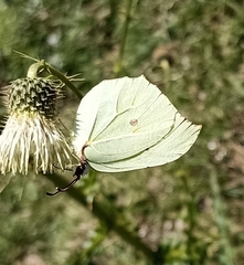 Gonepteryx nepalensis
