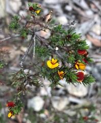 Pultenaea tenuifolia