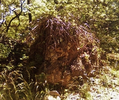 Selenicereus spinulosus