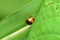 Hemithyrsocera palliata