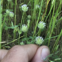 Trifolium microcephalum