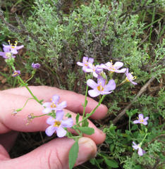 Chaenostoma halimifolium