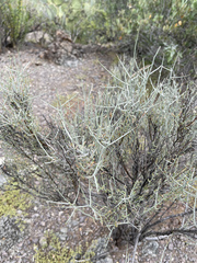 Sarcomphalus obtusifolius canescens