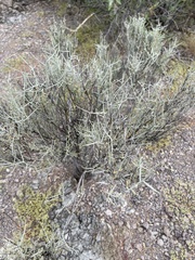 Sarcomphalus obtusifolius canescens