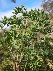 Grevillea bipinnatifida