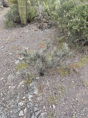 Sarcomphalus obtusifolius canescens