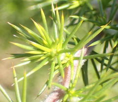 Aspalathus hirta hirta