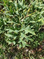 Grevillea bipinnatifida