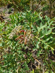 Grevillea bipinnatifida