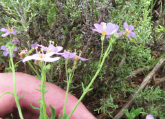 Chaenostoma halimifolium