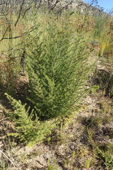 Aspalathus hirta hirta