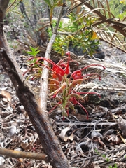 Grevillea bipinnatifida