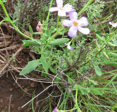 Chaenostoma halimifolium
