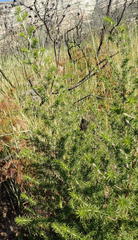 Aspalathus hirta hirta