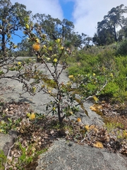 Banksia undata