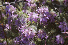 Erica nudiflora