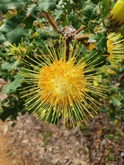 Banksia undata