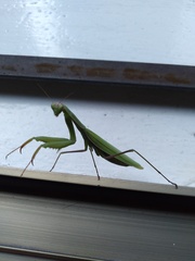 Mantis religiosa