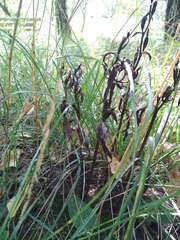 Cephalanthera damasonium