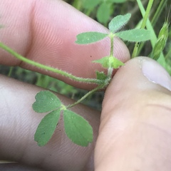 Trifolium microcephalum