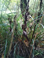 Cephalanthera damasonium