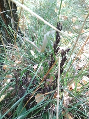 Cephalanthera damasonium