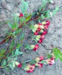 Hermannia diversistipula