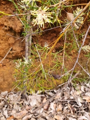 Hakea lissocarpha