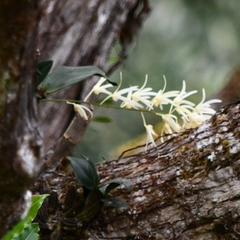 Dendrobium jonesii