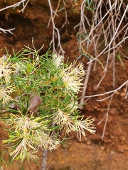 Hakea lissocarpha