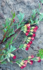 Hermannia diversistipula