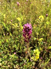 Castilleja densiflora densiflora