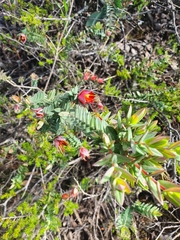 Darwinia citriodora