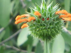Leonotis nepetifolia nepetifolia